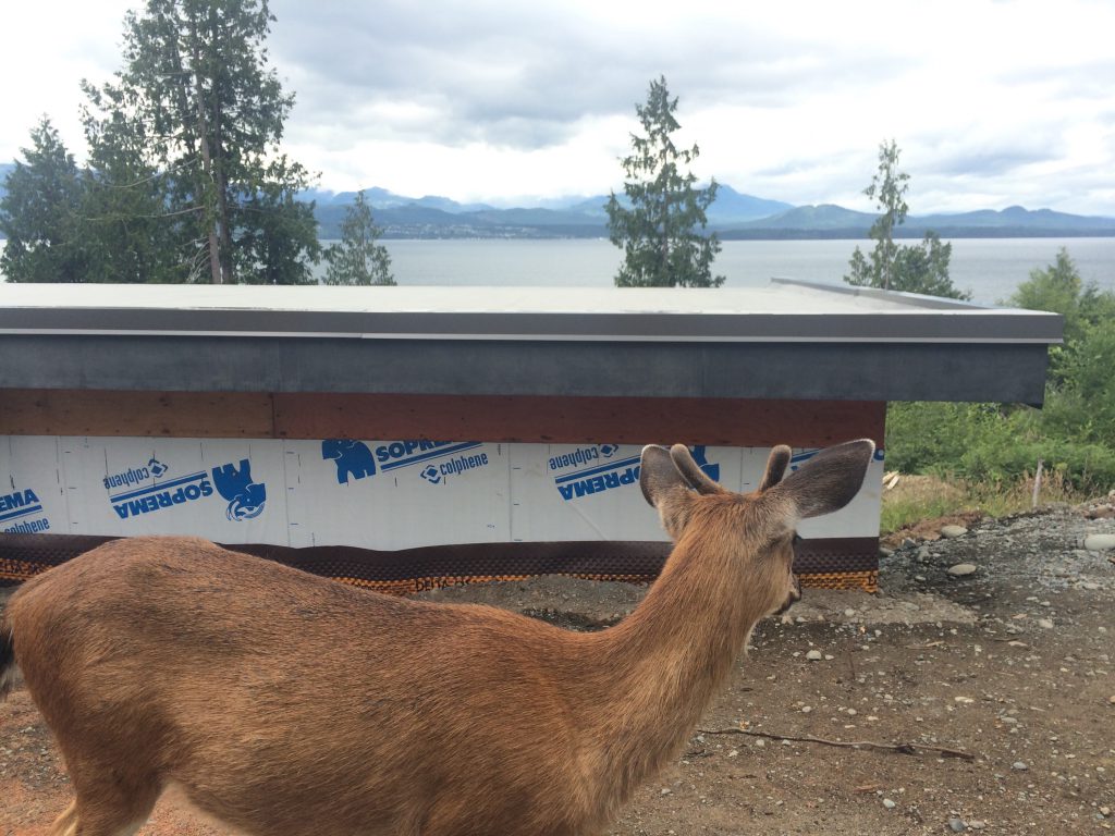 deer in driveway